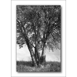fotografia czarno-biała,drzewo,pejzaż,przyroda - Ilustracje, rysunki, fotografia - Wyposażenie wnętrz